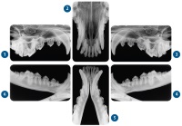 Status Radiografico