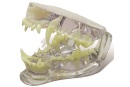 Modelo dentário de um canídeo