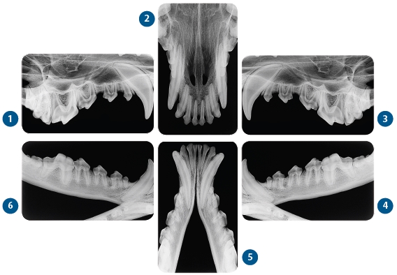 Status radiográfico da boca de um cão